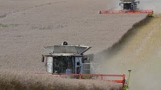 CLAAS LEXION 780 en 12 m et 770 en1050 m à la moisson du colza dans l  Aisne [upl. by Yemrej321]