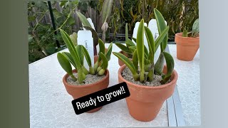 Importing Brazilian Cattleyas  Tips amp Potting [upl. by Haman318]