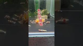 蝦子愛吃菠菜 還有這個搞笑 shrimp fishtank aquatic aquarium 水族 水晶蝦米蝦 [upl. by Notgnilliw]