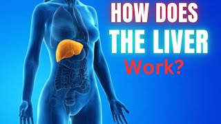 How Does The Liver Work 🤔  Dr Academy [upl. by Olracnaig]