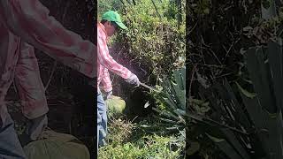 Policultivo en agave shortvideo agricultura [upl. by Stanley]