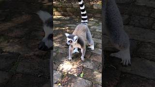 Interesting Animals of Madagascar Lemurs and Fossa [upl. by Geibel]