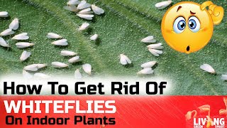 How to get rid of WHITE FLIES on Indoor Plants  Quick Fix [upl. by Yenot]