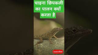 china lizard farming facts viralshort treanding shorts [upl. by Solakcin]