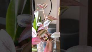 Tradescantia Zebrina Wandering Jew in LECA new growth [upl. by Attenborough77]