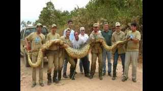 COBRAS  ANACONDAS  GIGANTES MORTÍFERAS E ESFOMEADAS Anaconda GIANTS deadly and hungry [upl. by Acinat]