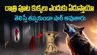 రాత్రి పూట కుక్కలు ఎందుకు ఏడుస్తాయో తెలుసా   why Do dogs cry in telugu  kukkalu enduku edustayi [upl. by Htiaf]