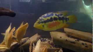 Female Salvini Cichlid [upl. by Idnerb]