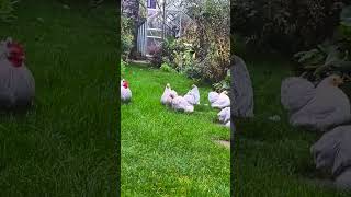 Pekin Bantams [upl. by Goldsmith570]