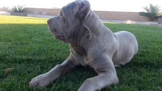 Cane corso 4 month old [upl. by Gonzales]