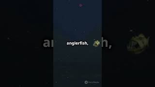 The Abyssal Zone What Lurks in the Deepest Parts of the Ocean [upl. by Puglia]