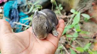 Wild rabbit sound  Wild Baby Bunny rabbit animals [upl. by Hulda700]