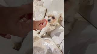 Quando il tuo cane sta male cani pets cane puppy cuccioli amore [upl. by Neenad]