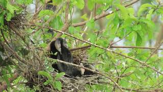 LIFE STYLE TEMARA FAMILY nature baby wildlife world birds [upl. by Teeter118]