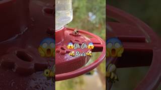 🐝Honey Bees are Back 😱 on Hummingbird Feeder hummingbirds honeybee birdfeeder [upl. by Mairb]