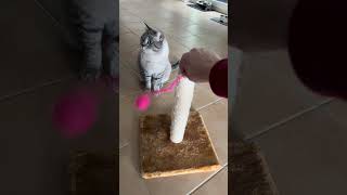 So manipulierst du deine Katze 1 CatInfo cat katze catsofyoutube [upl. by Hunt]