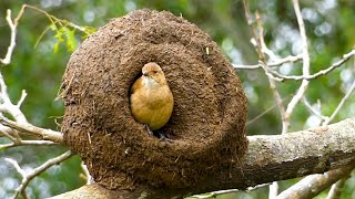 Amazing Bird Nesting  Engineer Bird Nesting Rufous Hornero BHR Natural Beauty [upl. by Yelmene814]