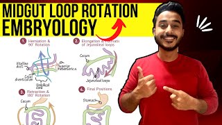 midgut rotation embryology  rotation of midgut embryology  development of midgut embryology [upl. by Harima]