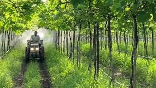 Grapes Farming शेतकरी 🍇🚜 [upl. by Yduj]