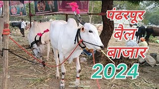 कार्तिकी एकादशी निमित्त पंढरपूर मधे भरला बैल बाजार 2024 [upl. by Essie]