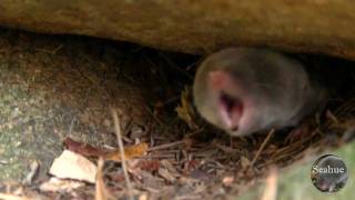 Shrew bites Chipmunks Tail [upl. by Manchester]