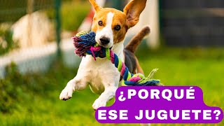 Cual es el Mejor Juguete para tu Perro según la Ciencia [upl. by Corkhill]