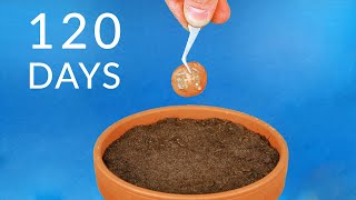 Planting TOMATO SLICE To Grow TOMATOES Timelapse [upl. by Mehitable198]