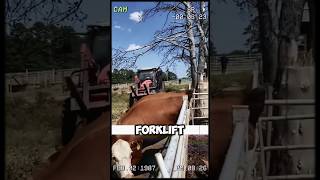 How a Forklift Saved This Cows Life in the Most Unexpected Way shorts short [upl. by Adriaens766]