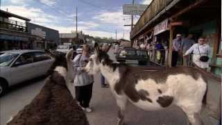 Oatman Burros [upl. by Nosmoht]