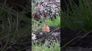 Skylark birdsoundbird soundbirdcallbirds birdwiew birdspotting nature birdwatch birdsworld [upl. by Nnateragram]