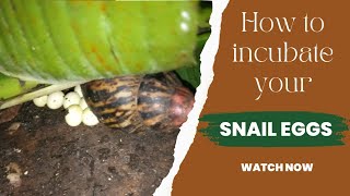 HOW TO INCUBATE YOUR SNAIL EGGS [upl. by Marigolde156]