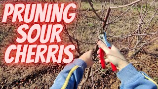 Pruning sour cherries 4 year old [upl. by Zeeba]