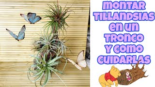 TILLANDSIAS y sus CUIDADOS mientras las colocamos en un tronco [upl. by Dulciana208]