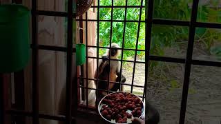 Hanuman  Langoor Bandar  Eating Pakodi [upl. by Olim]