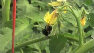 Bees Pollinating Hydroponic Tomato Plants [upl. by Aniras]