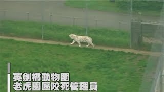 英國動物園意外 女管理員在園區被老虎咬死 [upl. by Kristie]