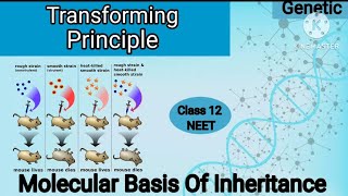 Griffith s Experiment  Class 12  NEET Biology neet neet2025 biology [upl. by Garfield397]