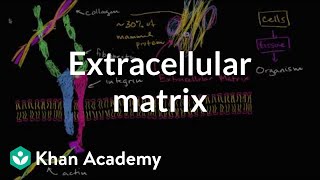 Extracellular matrix  Structure of a cell  Biology  Khan Academy [upl. by Nagam243]