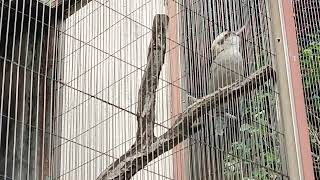 Laughing kookaburra at japan zoo [upl. by Armbruster]