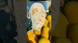 Sweet Mango 🥭🥭 harvesting in our Garden  Amazing Mango Fruits satisfying mango youtubeshorts [upl. by Narah440]