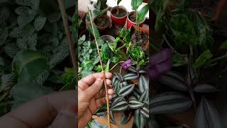 Grow Allamanda plant from cuttingsplants allamanda cuttingskills propagation viralshort viral [upl. by Julie]