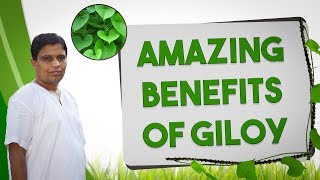 Amazing Benefits of Giloy  गिलोय के अद्भुत फायदे  Acharya Balkrishna [upl. by Annahsit]