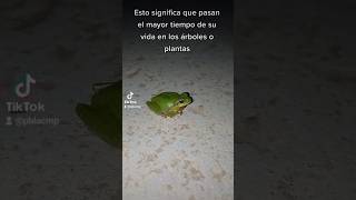 En España hay ranas arborícolas 🐸  animales naturaleza anfibios [upl. by Onilegna]