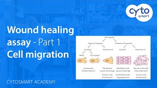 Modes of cell migration  Wound healing assay  CytoSMART Academy [upl. by Saeger]