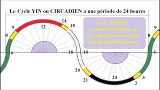 Shiatsu 720 Le cycle YIN ou CIRCADIEN et les rythmes biologiques [upl. by Elisabeth]