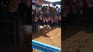 jallikattu videos whatsapp status tamil songs bull jallikattu jallikattukalai cow short [upl. by Ecissej5]