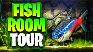 Fish Room Tour August 2024  Bettas Guppies Shrimp And Community Fish [upl. by Gnilrets]