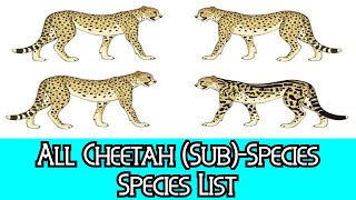 All Cheetah SubSpecies  Species List [upl. by Maximilian]