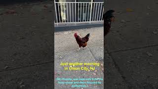 Rooster Takes Over City Street in Union City New Jersey [upl. by Carl]