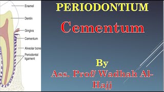 5 Cementum – Dr Wadhah Oral Histology lectures د وضاح الحاج [upl. by Atenek]